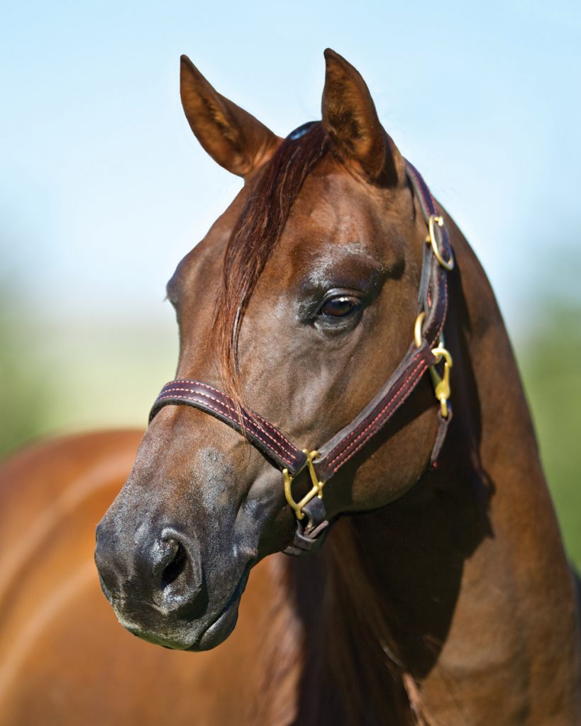 Tamarac Ranch Rig Mare Power - Tamarack Ranch