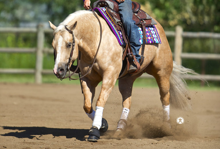 Show Horses - Tamarack Ranch