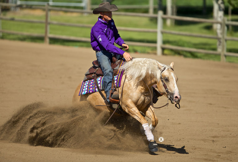 Show Horses - Tamarack Ranch