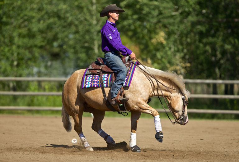 Show Horses - Tamarack Ranch