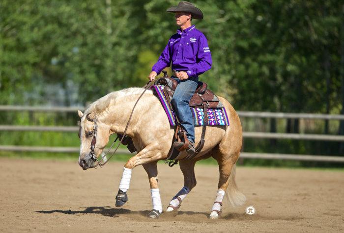 Show Horses - Tamarack Ranch