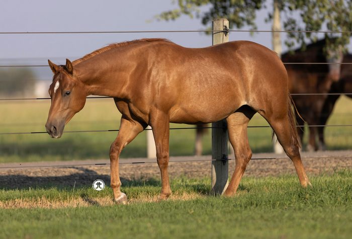 Tamarac Ranch Rig Show Horses - Tamarack Ranch