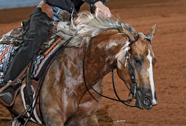 Show Horses - Tamarack Ranch