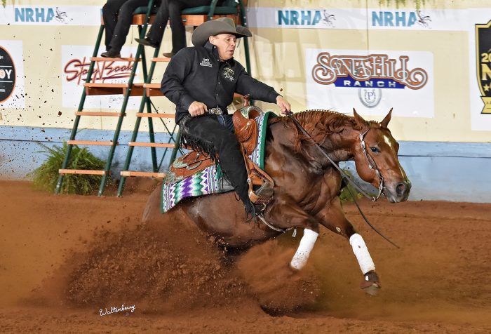 Show Horses - Tamarack Ranch