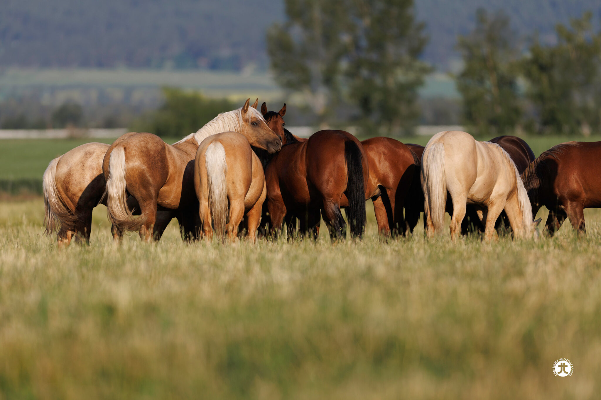 Top Reining Bred Horses Tamarack Ranch