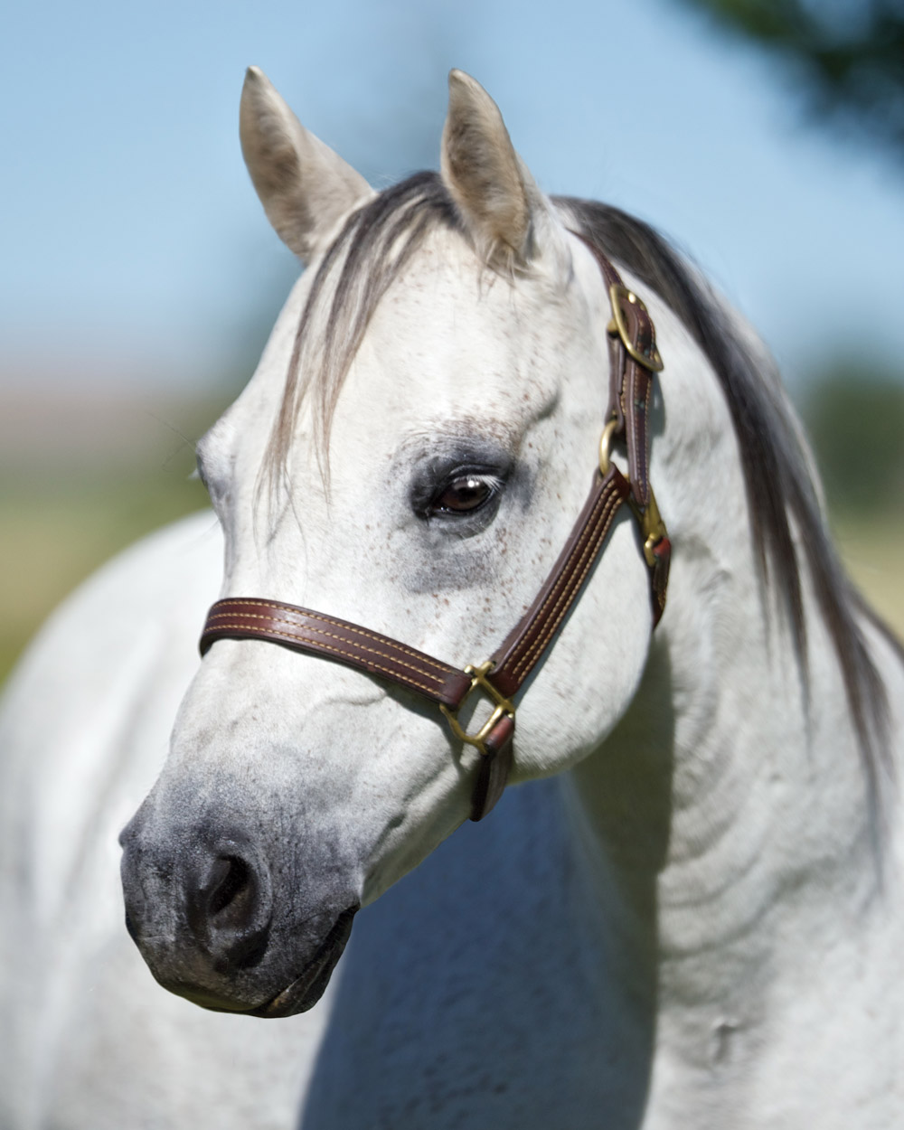 Miss Silver Gun