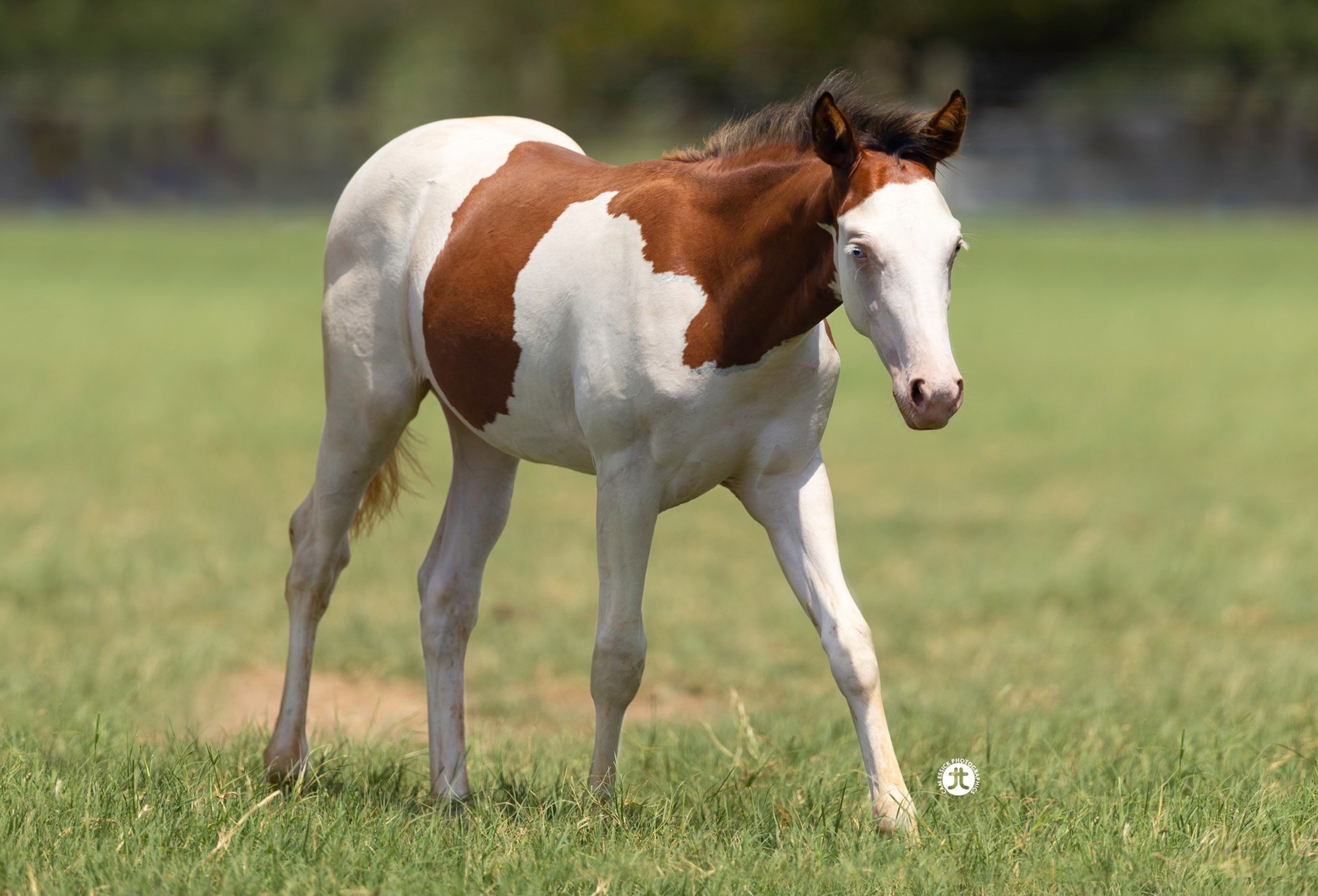 TR Chrome Cash